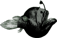 Anglerfish