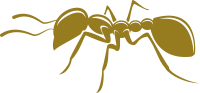 Ant