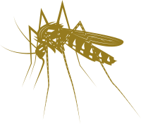 Mosquito