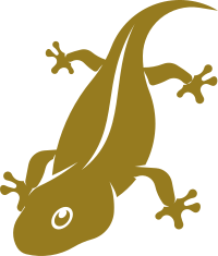 Lizard