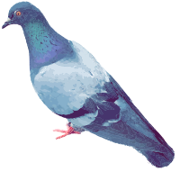 Pigeon