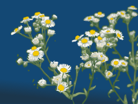 Little White Flowers 
