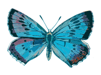 Blue Butterfly
