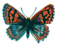 Orange Butterfly