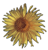 Sunflower Summer