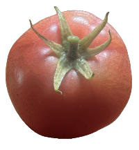 Fresh Tomato