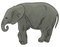 Baby Elephant