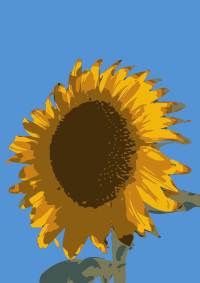 Sunflower and Blue Sky
