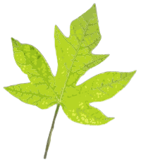 Green Leaf