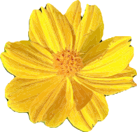 Yellow Flower