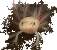Axolotl
