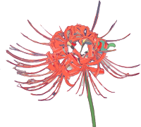 Red Spider Lilly