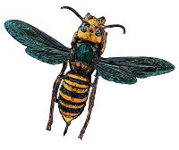 Murder Hornet