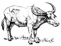 Water Buffalo
