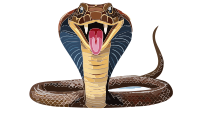 Cobra