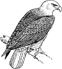 eagle 2