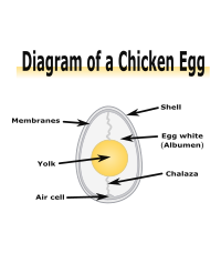 Diagram of a Chicken Egg