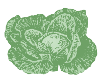 Cabbage