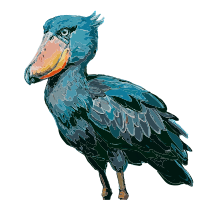 Shoebill