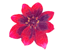 Red Dahlia