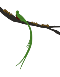 Resplendent Quetzal