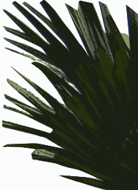 Cantocore Bush Element