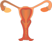 Female Reproductive System