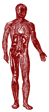 Inside the Human Body
