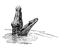 Alligator