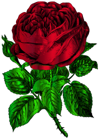 Vintage Rose - Two Colour Remix