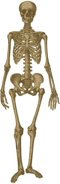 Skeleton
