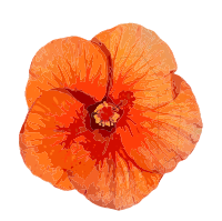 Orange Hibiscus