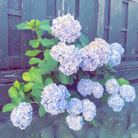 Hydrangeas and a Fence