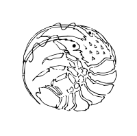 Japanese Lobster Design