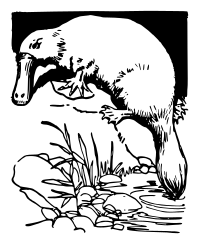 Platypus