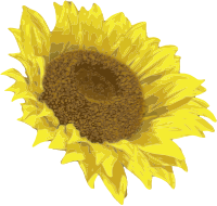 Happy Sunflower