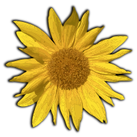 Sunflower Burst