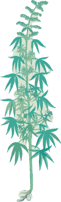 Hemp Plant