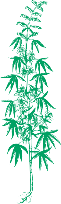 Hemp Plant - Silhouette Remix 