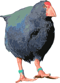 Takahe