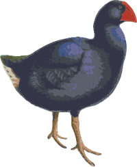 Takahe Illustration