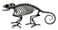 Chameleon Skeleton
