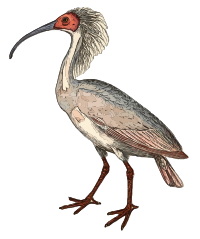 Crested Ibis