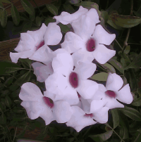 Phloras Purple