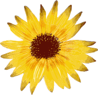 Mini Sunflower