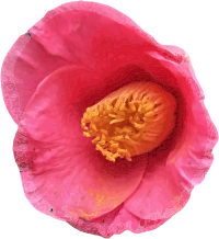 Camellia