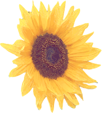 Another Sunflower
