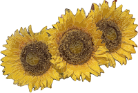 Three Sunflowers