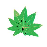 Green Leaf