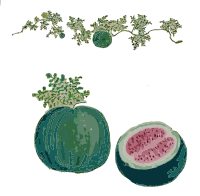 Watermelon and Vines